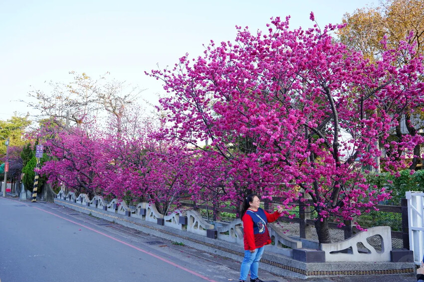 台中市后里區2024泰安派出所櫻花季｜為期12天，近千棵櫻花免費欣賞