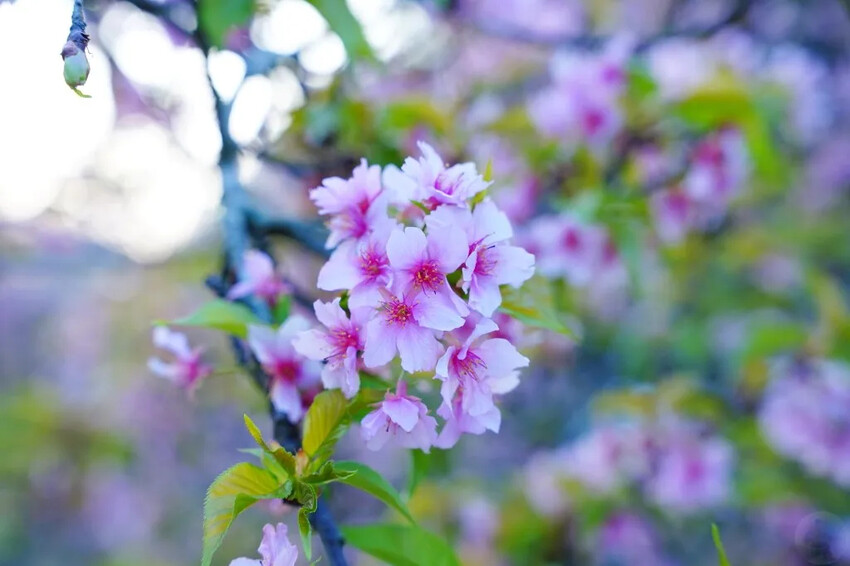 台中市后里區2024崴立機電櫻花公園｜櫻花隧道散策，近千坪櫻花免費欣賞