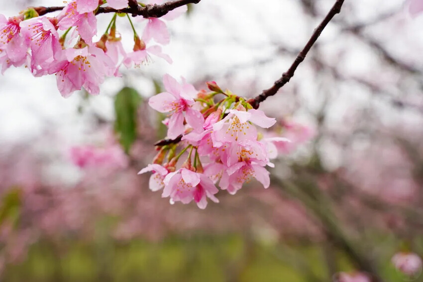 台中市新社區台中新社賞櫻推薦|2024年興社街櫻花大道、月湖莊園櫻花林,探訪櫻花秘境