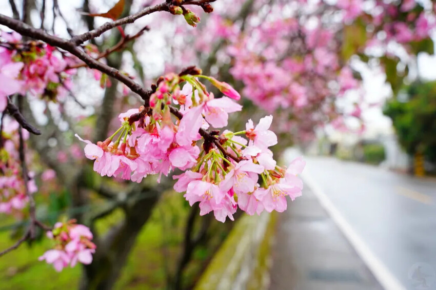 台中市新社區台中新社賞櫻推薦|2024年興社街櫻花大道、月湖莊園櫻花林,探訪櫻花秘境