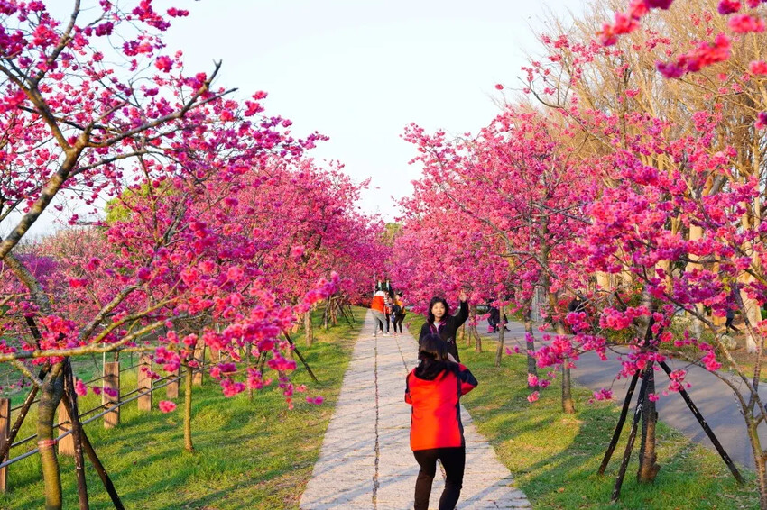 台中市后里區2024崴立機電櫻花公園｜櫻花隧道散策，近千坪櫻花免費欣賞