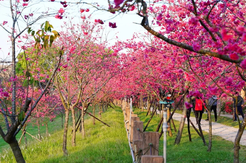 台中市后里區2024崴立機電櫻花公園｜櫻花隧道散策，近千坪櫻花免費欣賞