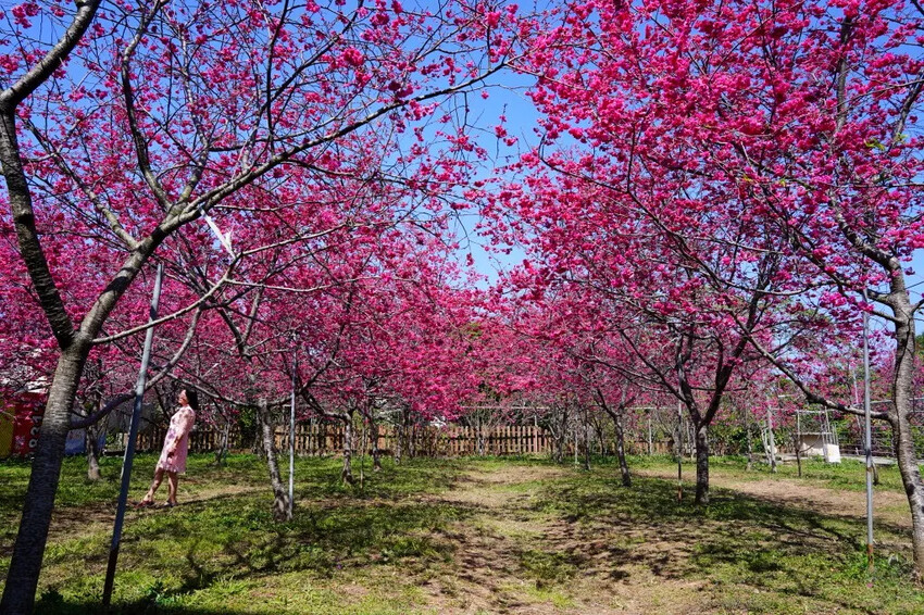 台中市新社區2024新社櫻花秘境｜私人園區，入園100元，可買水果或蔬菜抵喔!!