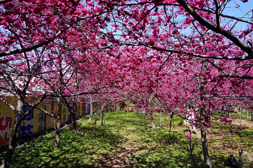 台中市新社區2024新社櫻花秘境｜私人園區，入園100元，可買水果或蔬菜抵喔!!