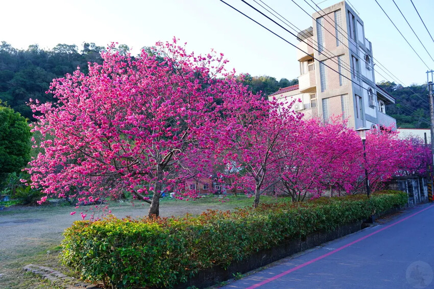 台中市后里區2024泰安派出所櫻花季｜為期12天，近千棵櫻花免費欣賞
