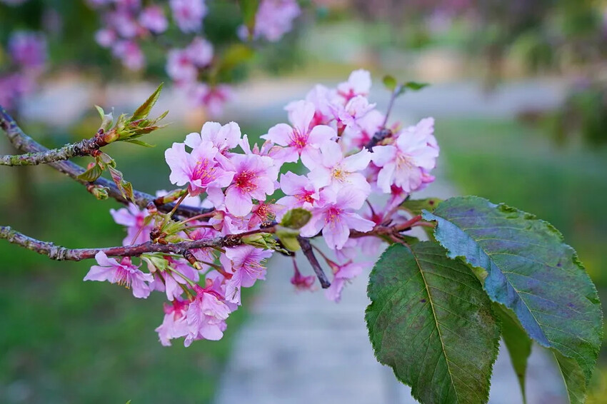 台中市后里區2024崴立機電櫻花公園｜櫻花隧道散策，近千坪櫻花免費欣賞