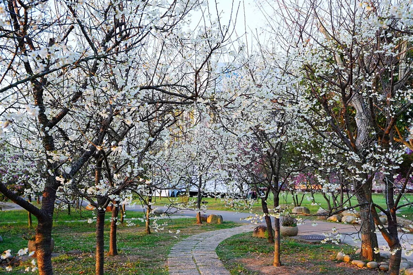 台中市后里區2024崴立機電櫻花公園｜櫻花隧道散策，近千坪櫻花免費欣賞