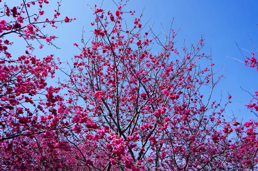 台中市新社區2024新社櫻花秘境｜私人園區，入園100元，可買水果或蔬菜抵喔!!