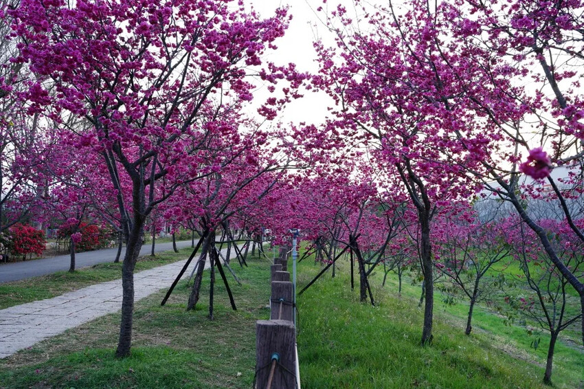 台中市后里區2024崴立機電櫻花公園｜櫻花隧道散策，近千坪櫻花免費欣賞