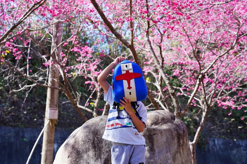 台中市新社區2024台中新社大南坡櫻花｜櫻花風暴綻放中，櫻花林隧道超美超夢幻