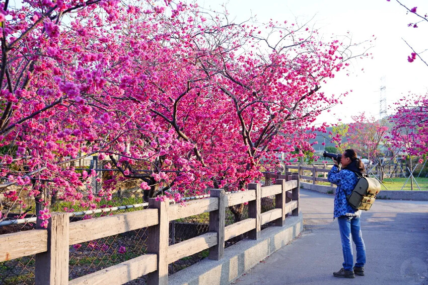 台中市后里區2024泰安派出所櫻花季｜為期12天，近千棵櫻花免費欣賞