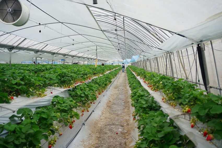 日本九州採草莓推薦｜吉次園KICHIJIEN，熊本必訪草莓吃到飽12月~5月，親子農場推薦