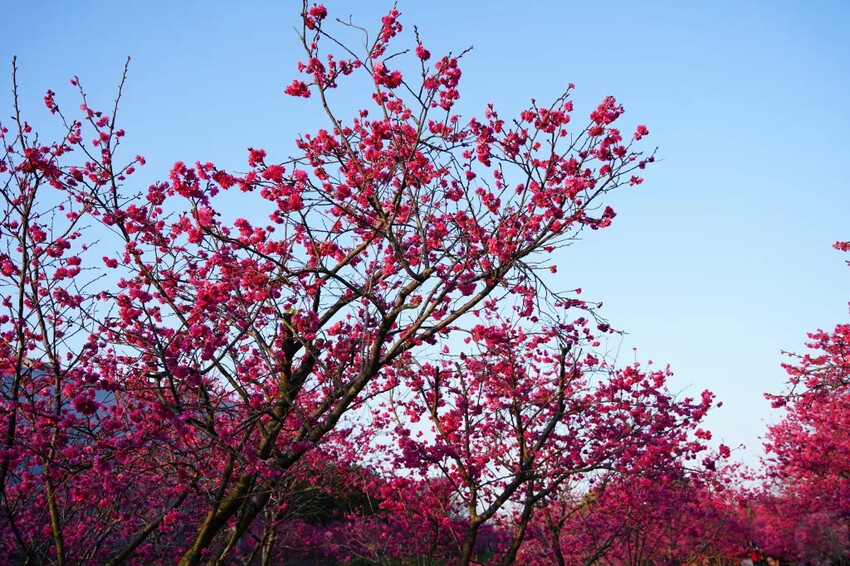 台中市后里區2024崴立機電櫻花公園｜櫻花隧道散策，近千坪櫻花免費欣賞