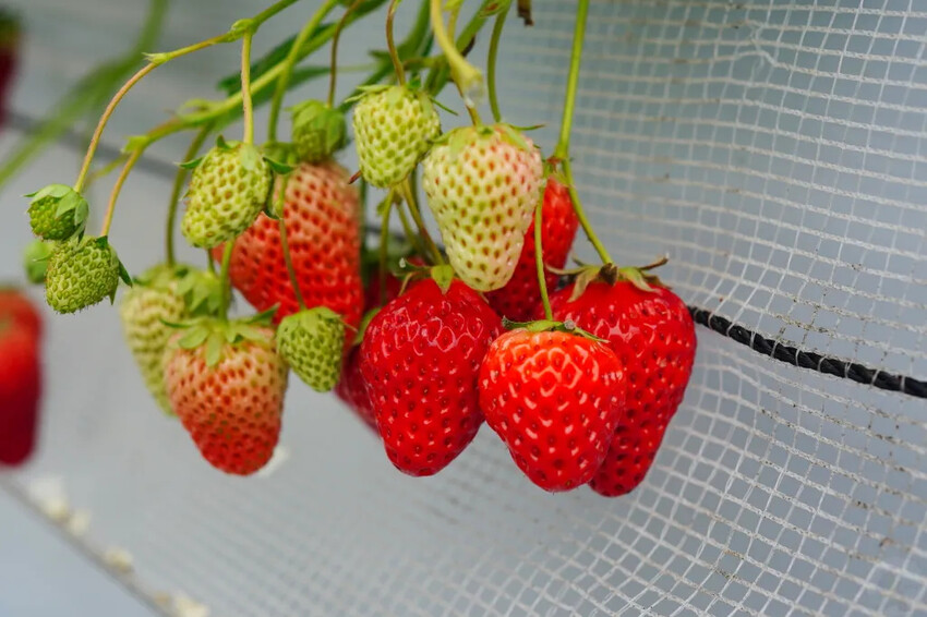 日本九州採草莓推薦｜吉次園KICHIJIEN，熊本必訪草莓吃到飽12月~5月，親子農場推薦