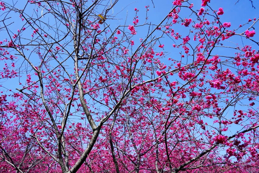 台中市新社區2024新社櫻花秘境｜私人園區，入園100元，可買水果或蔬菜抵喔!!