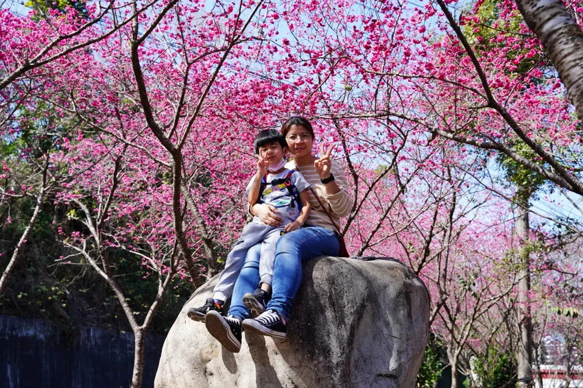 台中市新社區2024台中新社大南坡櫻花｜櫻花風暴綻放中，櫻花林隧道超美超夢幻