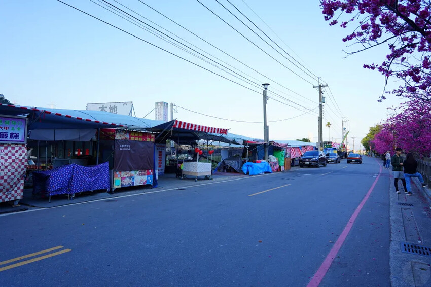 台中市后里區2024泰安派出所櫻花季｜為期12天，近千棵櫻花免費欣賞