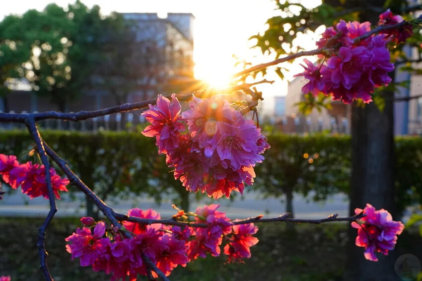 台中市后里區2024崴立機電櫻花公園｜櫻花隧道散策，近千坪櫻花免費欣賞