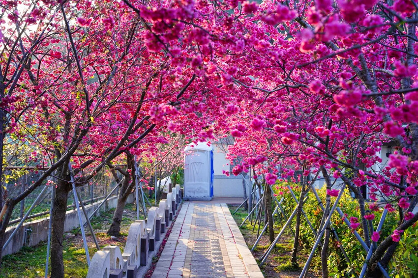 台中市后里區2024泰安派出所櫻花季｜為期12天，近千棵櫻花免費欣賞