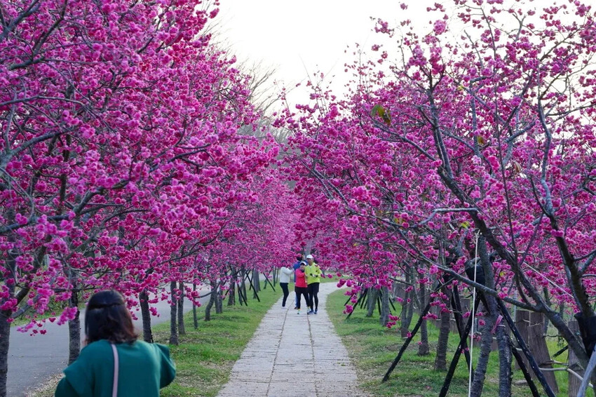 台中市后里區2024崴立機電櫻花公園｜櫻花隧道散策，近千坪櫻花免費欣賞