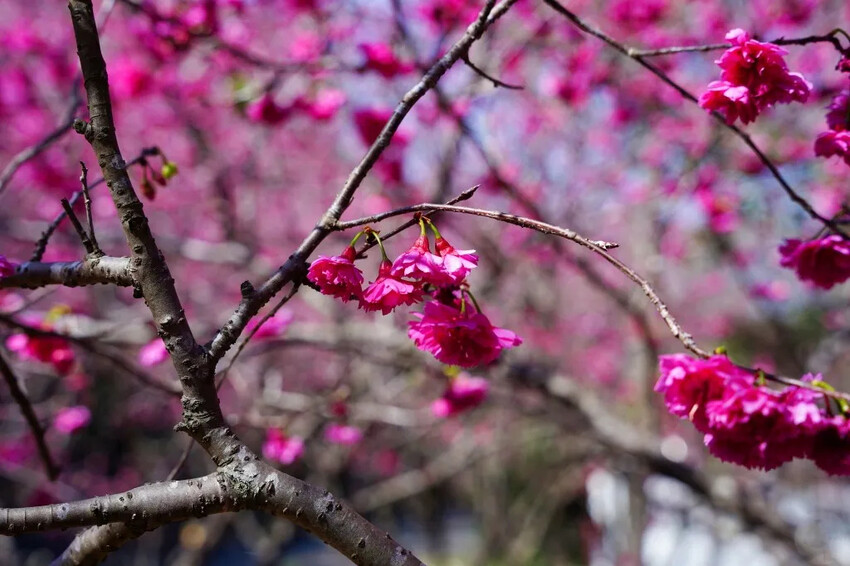 台中市新社區2024台中新社大南坡櫻花｜櫻花風暴綻放中，櫻花林隧道超美超夢幻