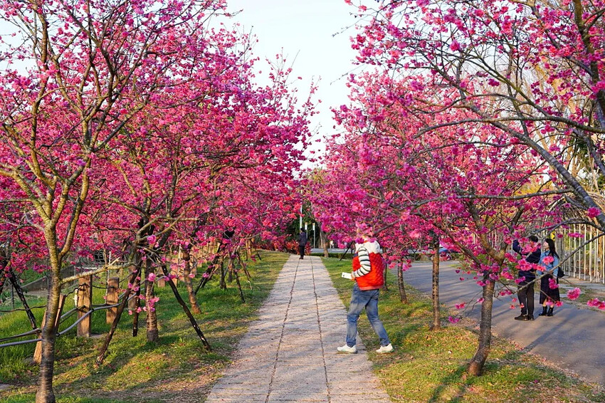 台中市后里區2024崴立機電櫻花公園｜櫻花隧道散策，近千坪櫻花免費欣賞