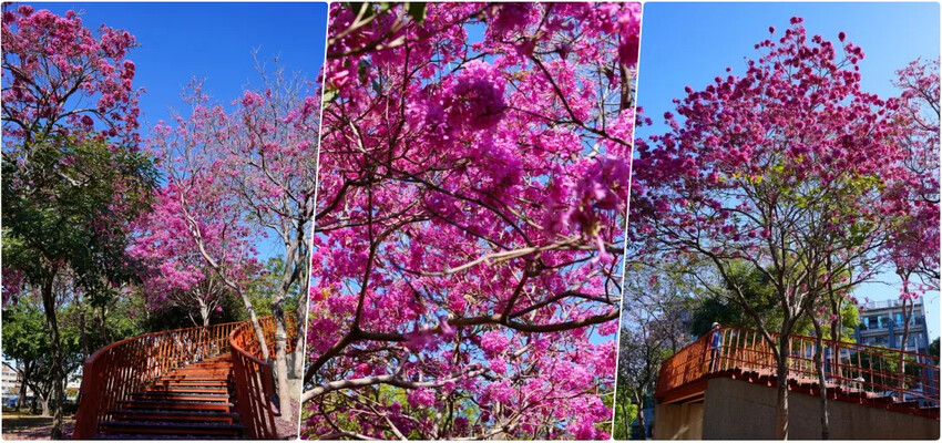 台中市后里區2024泰安派出所櫻花季｜為期12天，近千棵櫻花免費欣賞