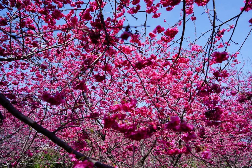 台中市新社區2024新社櫻花秘境｜私人園區，入園100元，可買水果或蔬菜抵喔!!