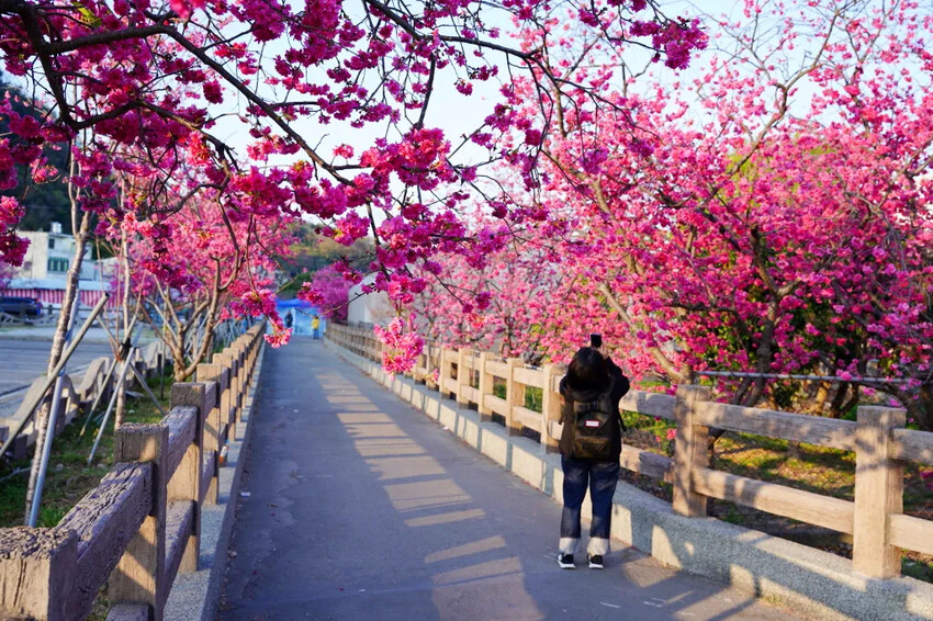 台中市后里區2024泰安派出所櫻花季｜為期12天，近千棵櫻花免費欣賞