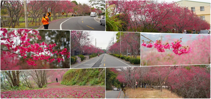 台中市后里區2024崴立機電櫻花公園｜櫻花隧道散策，近千坪櫻花免費欣賞