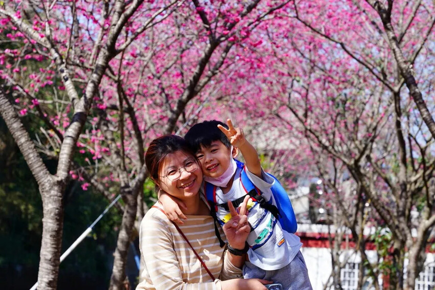 台中市新社區2024台中新社大南坡櫻花｜櫻花風暴綻放中，櫻花林隧道超美超夢幻