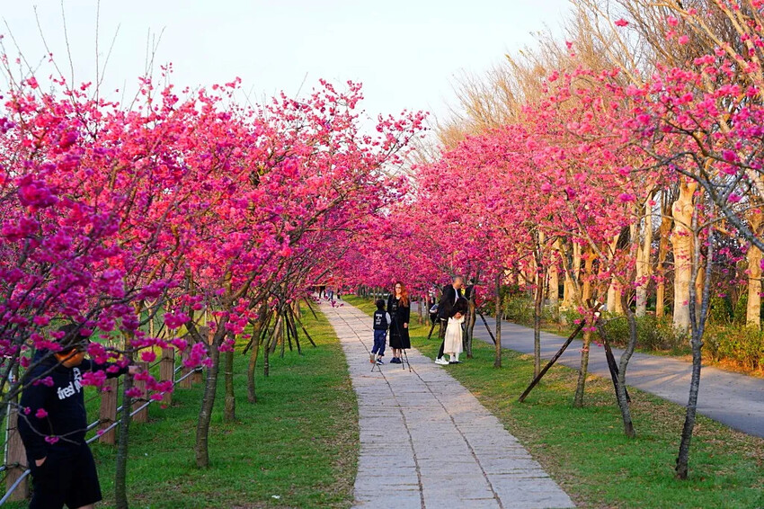 台中市后里區2024崴立機電櫻花公園｜櫻花隧道散策，近千坪櫻花免費欣賞