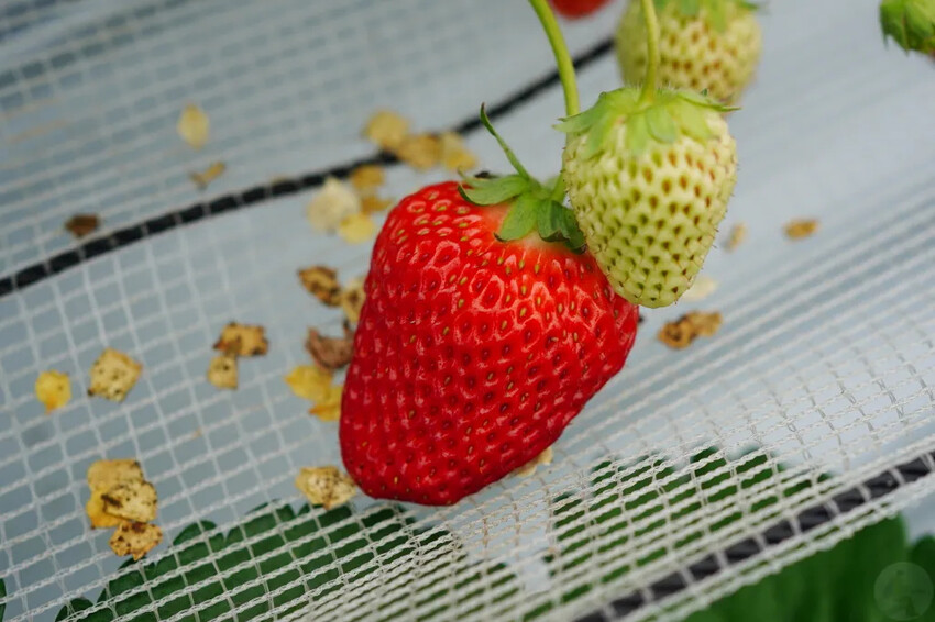 日本九州採草莓推薦｜吉次園KICHIJIEN，熊本必訪草莓吃到飽12月~5月，親子農場推薦