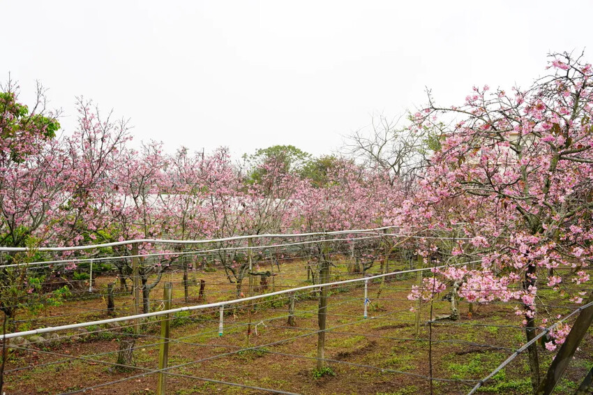 台中市新社區台中新社賞櫻推薦|2024年興社街櫻花大道、月湖莊園櫻花林,探訪櫻花秘境