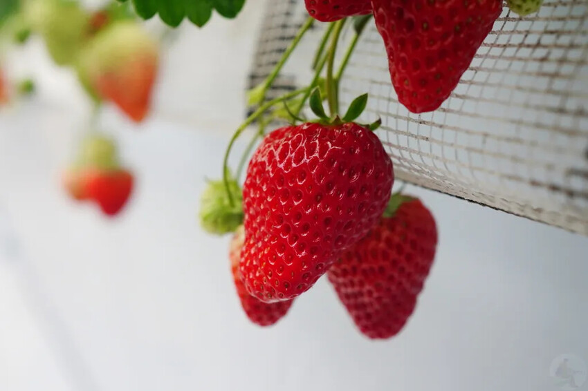 日本九州採草莓推薦｜吉次園KICHIJIEN，熊本必訪草莓吃到飽12月~5月，親子農場推薦