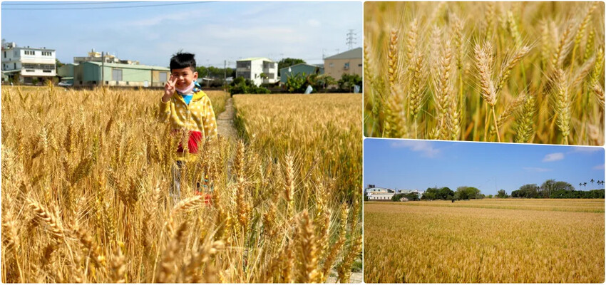 台中市后里區2024崴立機電櫻花公園｜櫻花隧道散策，近千坪櫻花免費欣賞