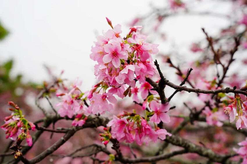 台中市新社區台中新社賞櫻推薦|2024年興社街櫻花大道、月湖莊園櫻花林,探訪櫻花秘境