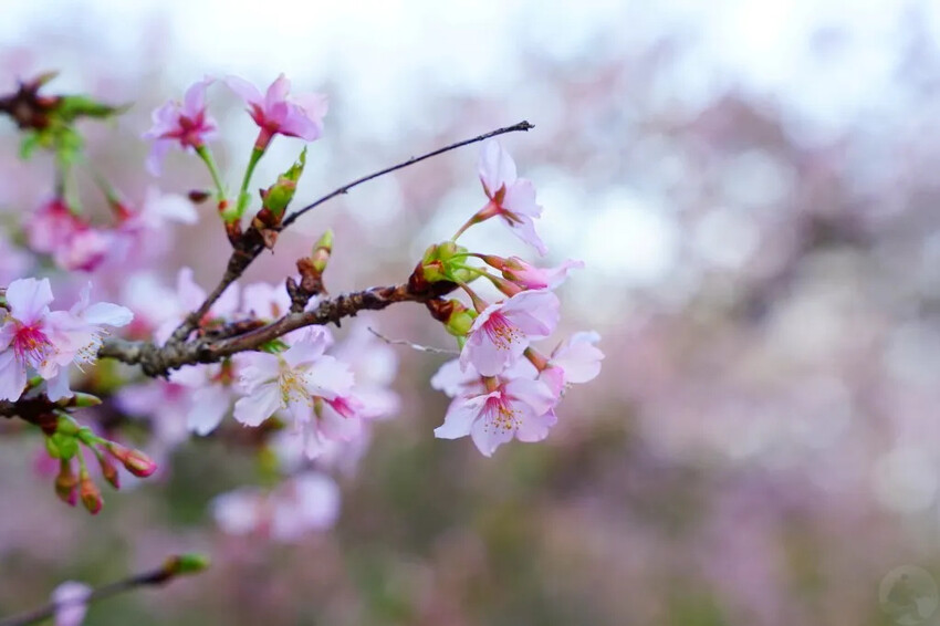 台中市后里區2024崴立機電櫻花公園｜櫻花隧道散策，近千坪櫻花免費欣賞