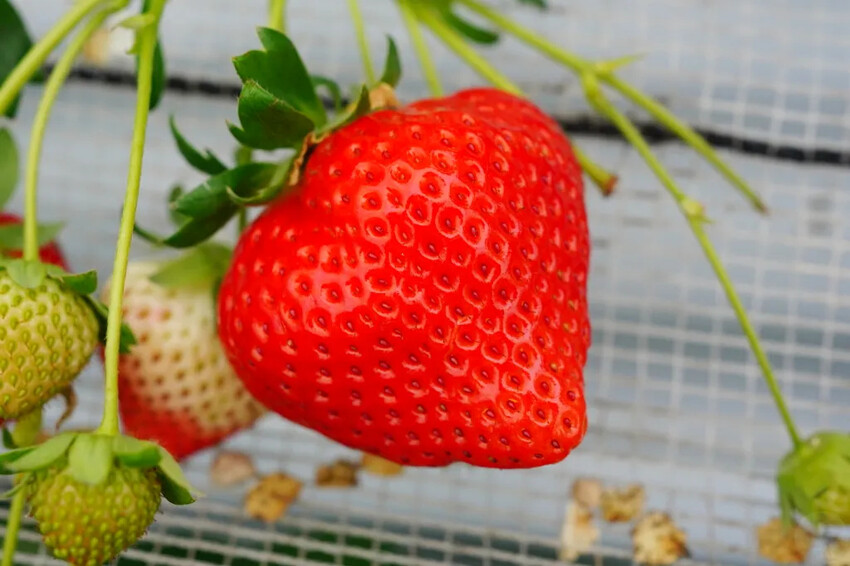 日本九州採草莓推薦｜吉次園KICHIJIEN，熊本必訪草莓吃到飽12月~5月，親子農場推薦