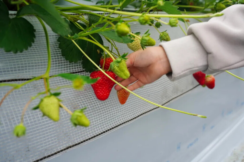 日本九州採草莓推薦｜吉次園KICHIJIEN，熊本必訪草莓吃到飽12月~5月，親子農場推薦