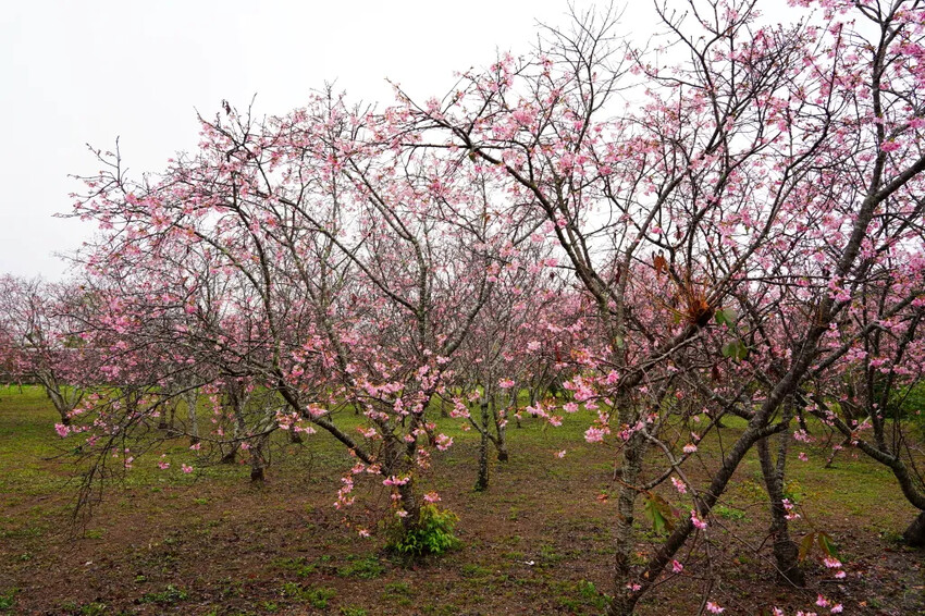 台中市新社區台中新社賞櫻推薦|2024年興社街櫻花大道、月湖莊園櫻花林,探訪櫻花秘境