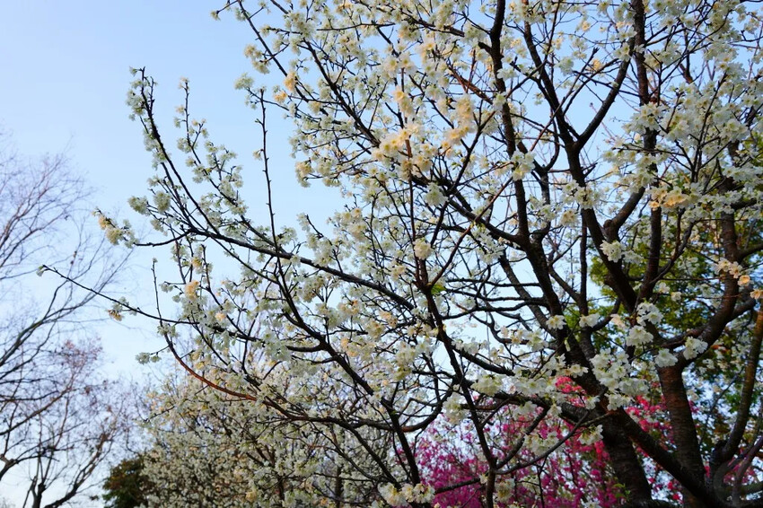 台中市后里區2024崴立機電櫻花公園｜櫻花隧道散策，近千坪櫻花免費欣賞