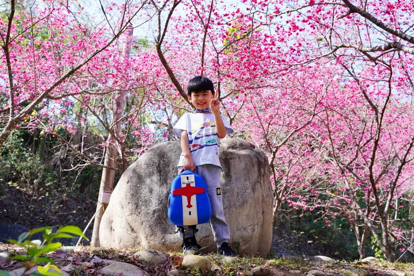 台中市新社區2024台中新社大南坡櫻花｜櫻花風暴綻放中，櫻花林隧道超美超夢幻