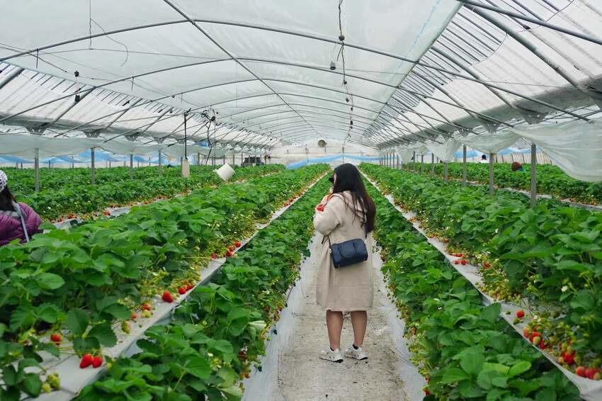 日本九州採草莓推薦｜吉次園KICHIJIEN，熊本必訪草莓吃到飽12月~5月，親子農場推薦