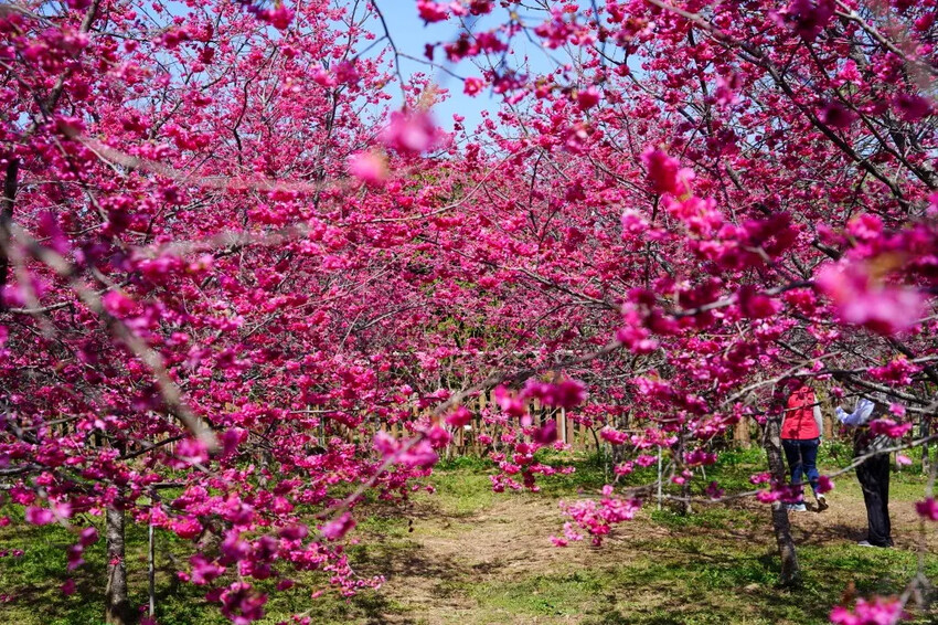 台中市新社區2024新社櫻花秘境｜私人園區，入園100元，可買水果或蔬菜抵喔!!