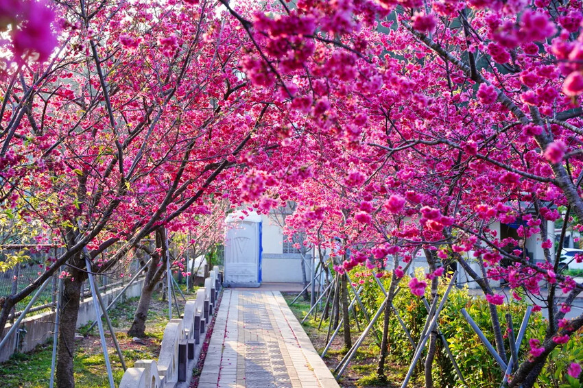 台中市后里區2024泰安派出所櫻花季｜為期12天，近千棵櫻花免費欣賞