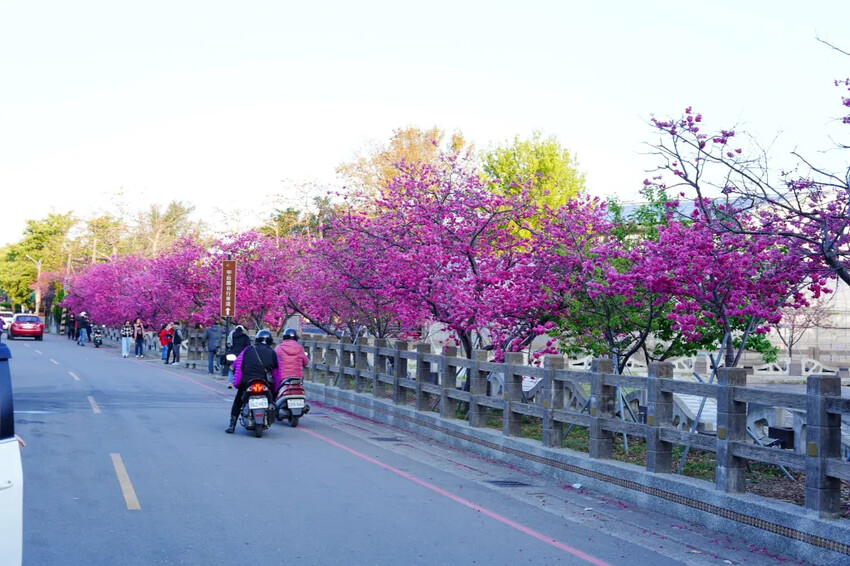 台中市后里區2024泰安派出所櫻花季｜為期12天，近千棵櫻花免費欣賞