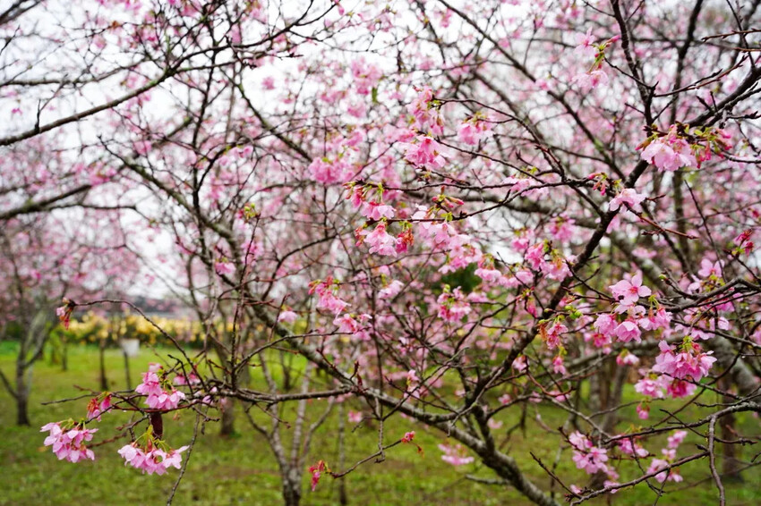 台中市新社區台中新社賞櫻推薦|2024年興社街櫻花大道、月湖莊園櫻花林,探訪櫻花秘境