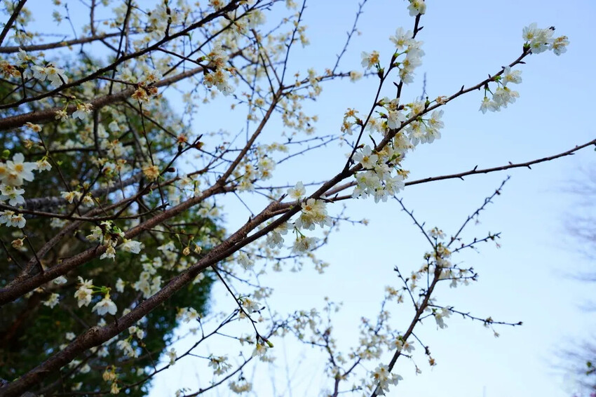 台中市后里區2024崴立機電櫻花公園｜櫻花隧道散策，近千坪櫻花免費欣賞