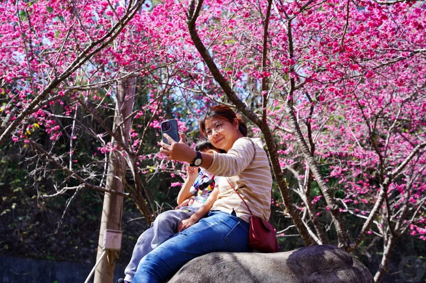 台中市新社區2024台中新社大南坡櫻花｜櫻花風暴綻放中，櫻花林隧道超美超夢幻